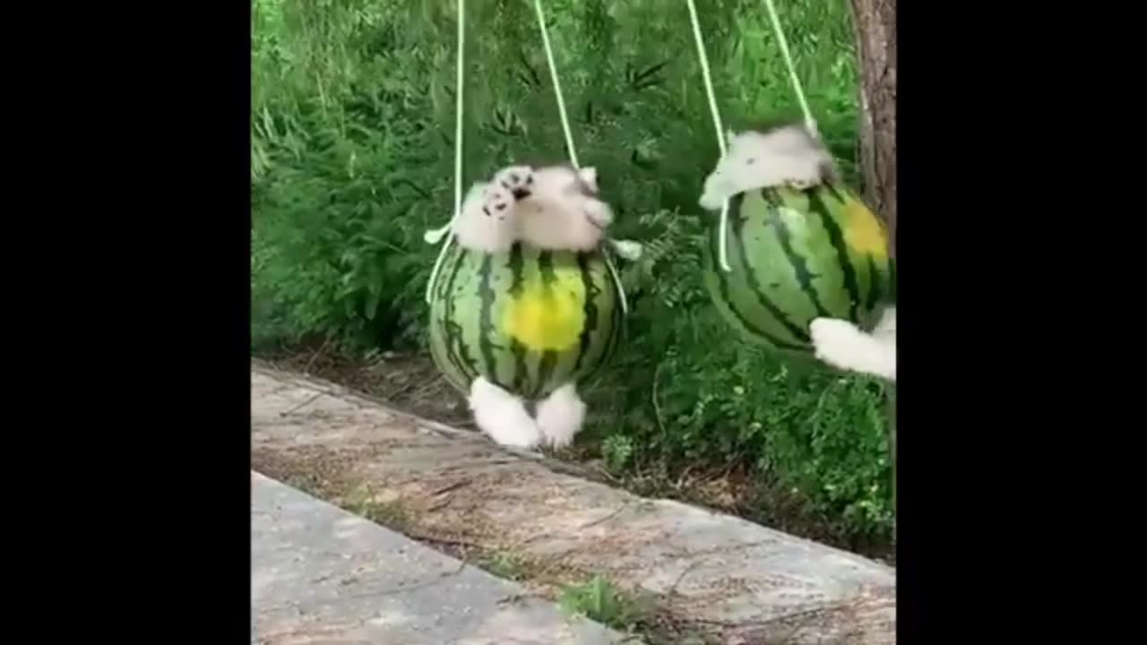Baby Dogs Cute and Funny Dog Videos Compilation | Funny Puppy Videos 2024