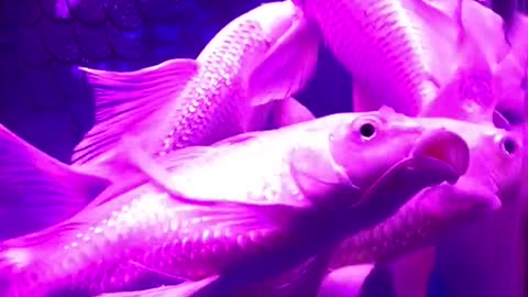 What beautiful little fish