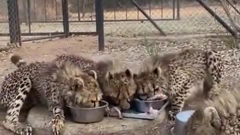 Dang they even eat fast