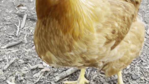 Tucking the hens in