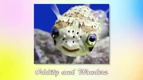 Oddity and Wonders - Cutest Animals! Cute baby animals
