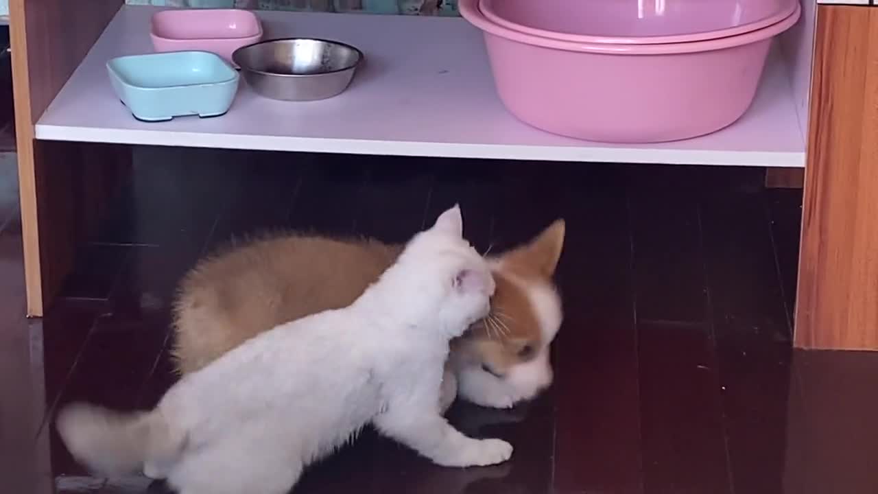 Corgi Fight Diary