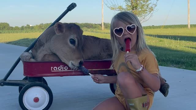 Girl Shares Popsicle With Pet Calf