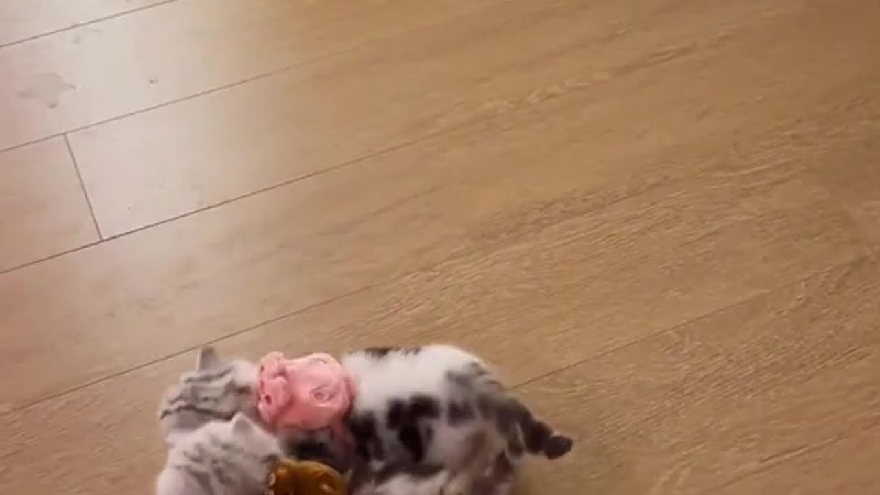 Adorable Feline Frenzy