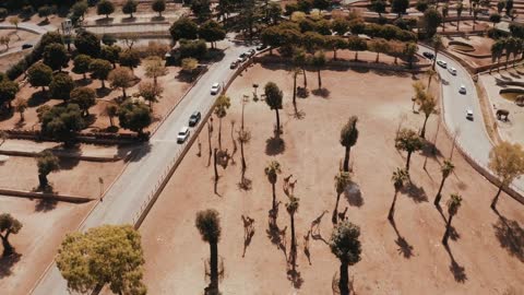 Aerial view of a herd of giraffes (Giraffa camelopardalis) in natural habitat, Tanzania