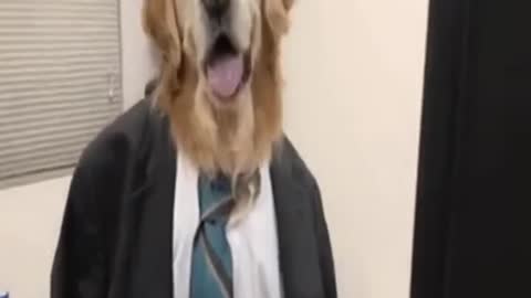 Well-trained Dogs!!!