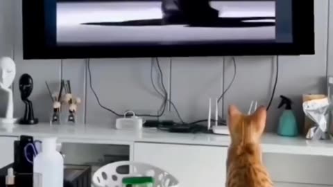 Kitty dance