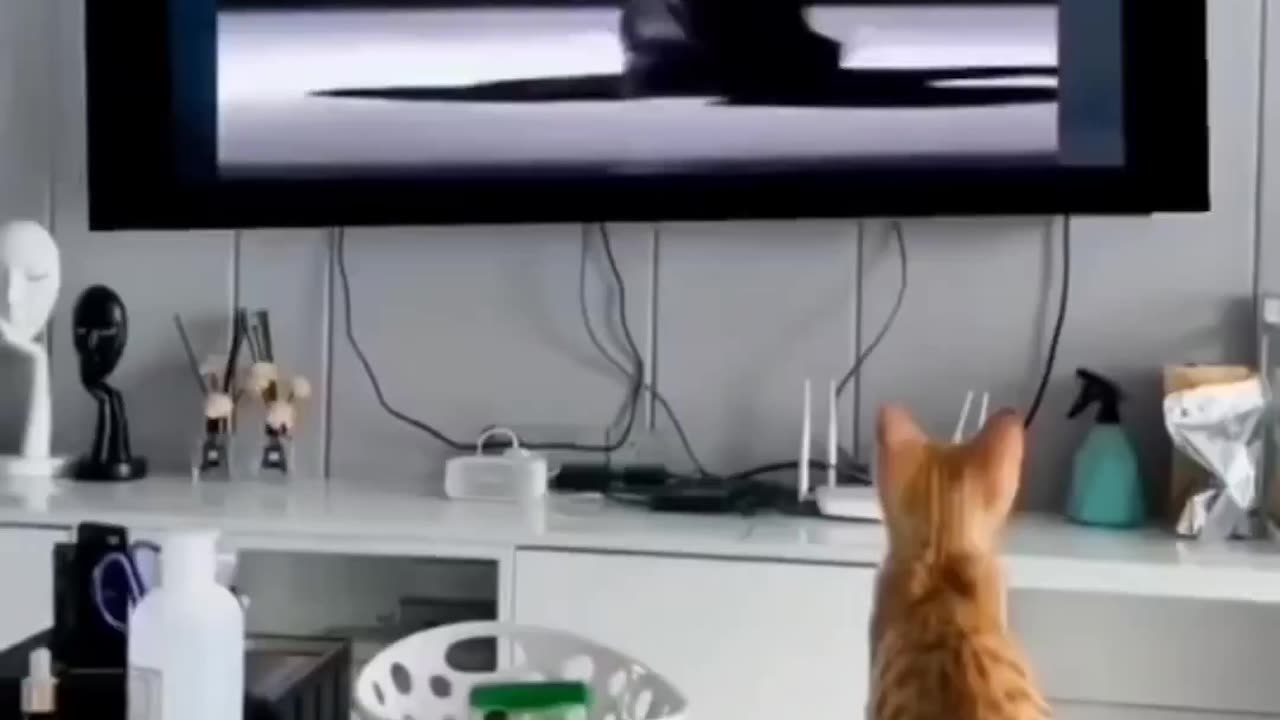 Kitty dance