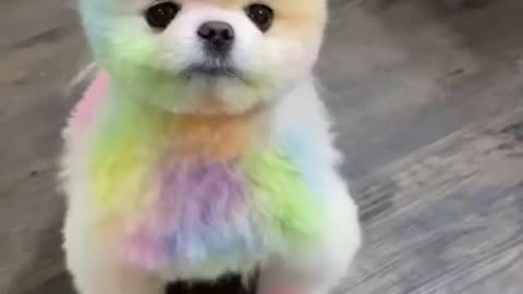 Awww animals so cute | cute baby dog | funny animal pet videos