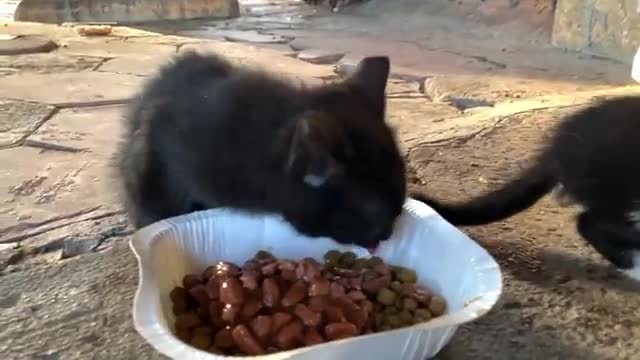 Homeless cats eating