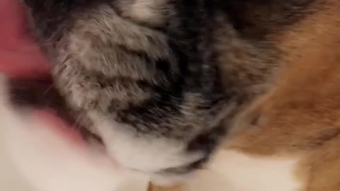 Boxer in the bubbles