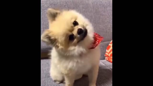 Funny dogs sleeping and wanting to run away