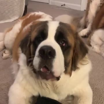 Saint Bernard puppy refuses to go to bed