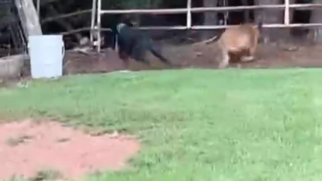 Malinois chases squirrel but hits fence