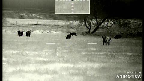 Feral hog eradication