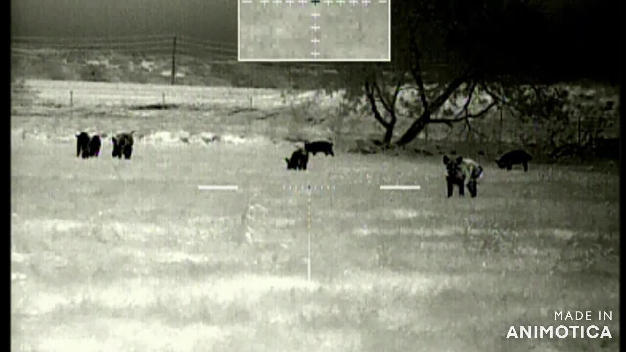 Feral hog eradication