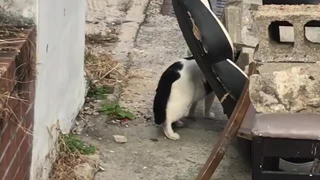 The surprised cat
