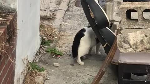 The surprised cat