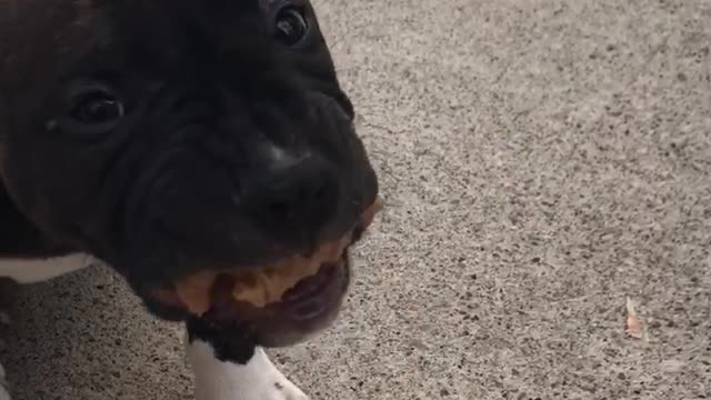 Black dog trying to eat a bunch of peanut butter