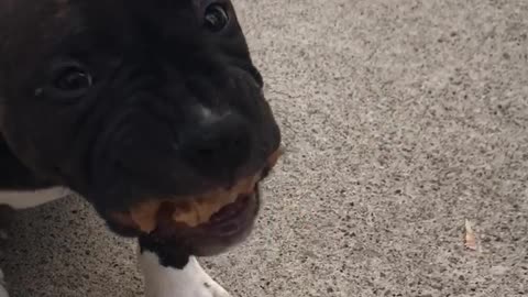 Black dog trying to eat a bunch of peanut butter