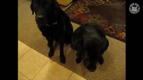 Daring Dogs | Funny Dog Video Compilation 2021