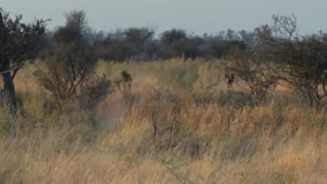 Film crew attacked by leopard - Spy in the Wild