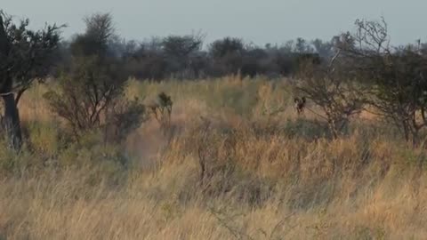 Film crew attacked by leopard - Spy in the Wild