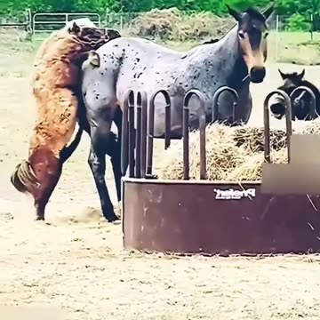 funny video animals#shorts #funnyvideo #trending