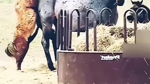 funny video animals#shorts #funnyvideo #trending