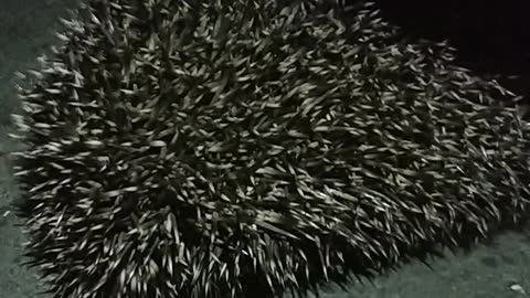 Hedgehog funny grumbles