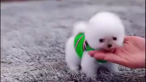 Baby dogs fun