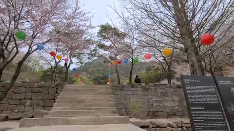 A temple with cherry blossoms flying