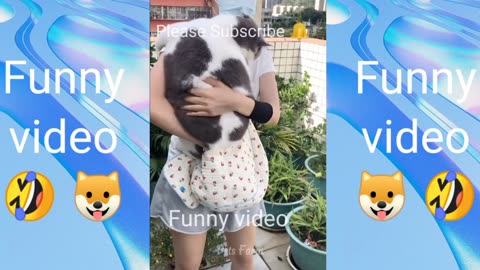 cats and dogs madness