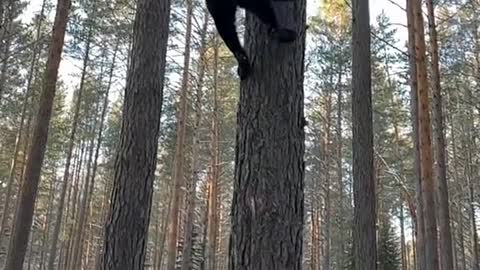 The Panther's Grace