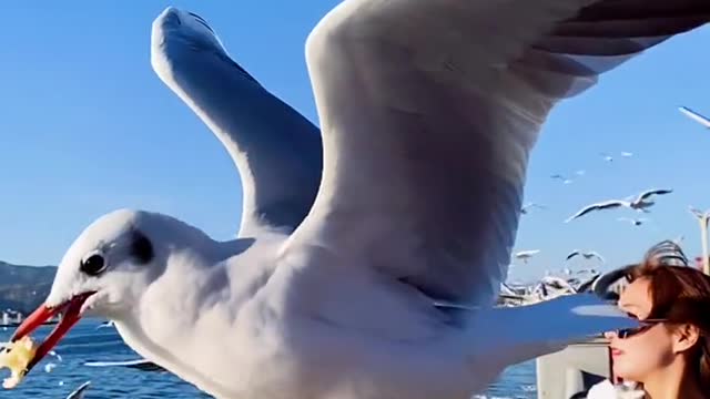 A small seagull who lost his right foot, seems reluctant to approach humans