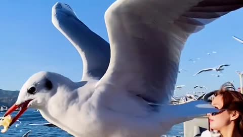 A small seagull who lost his right foot, seems reluctant to approach humans