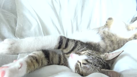 Can You Purr Like Me, Mommy
