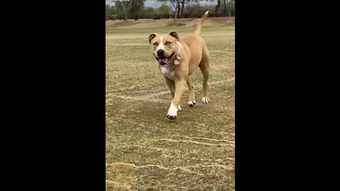 Funny Cute Dog Videos