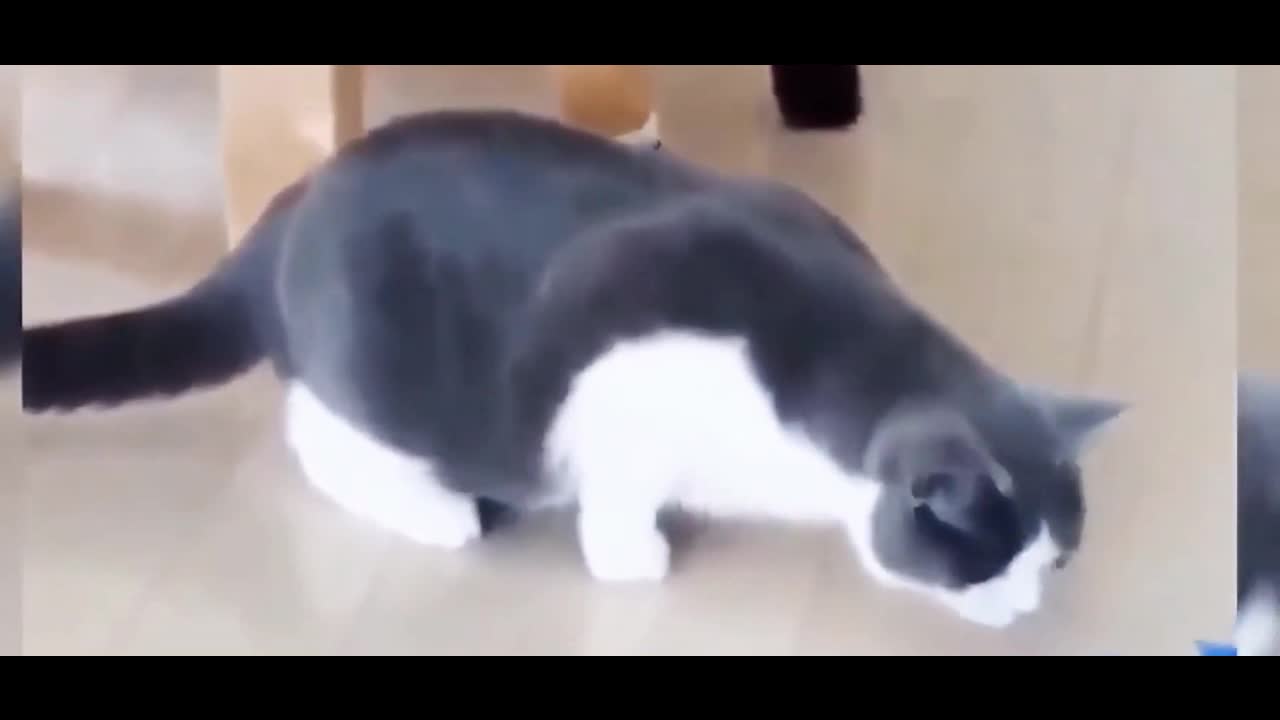 Cat with a baloon
