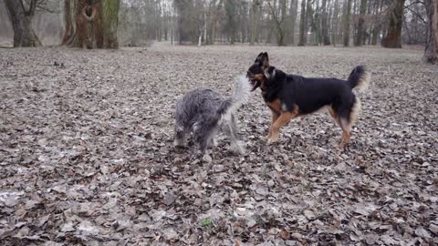 Two stupid dogs. That's funny. It's hard to get outside