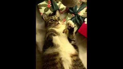 Cat Playing by Hitting Punches on Hanging Ball