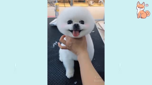 Cute, mesmerizing, puppy, dogs, behaviors.