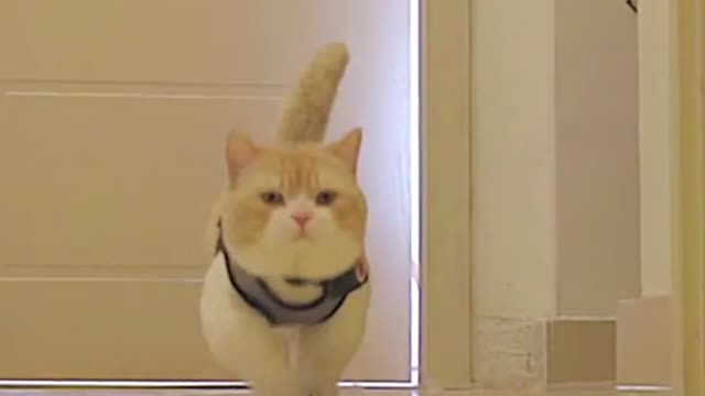 Every kitten comes out shaking its head