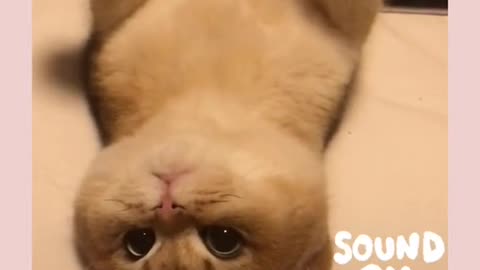 Cat reaction when belly touch #catlove #cat
