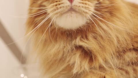 Cute and adorable cat