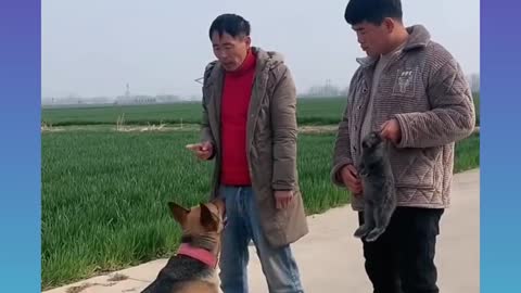 8_Cute and Funny Dog Videos Compilation_#short