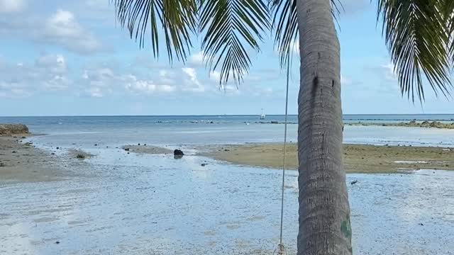 the coconut