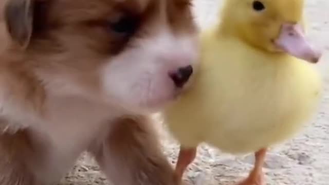 So cute pets❤ funny dogs new videos2021