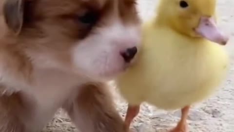 So cute pets❤ funny dogs new videos2021