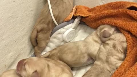 Just born puppy’s, love the sound